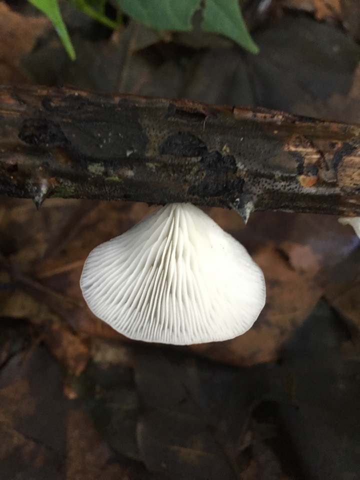 Pleurotus floridanus image
