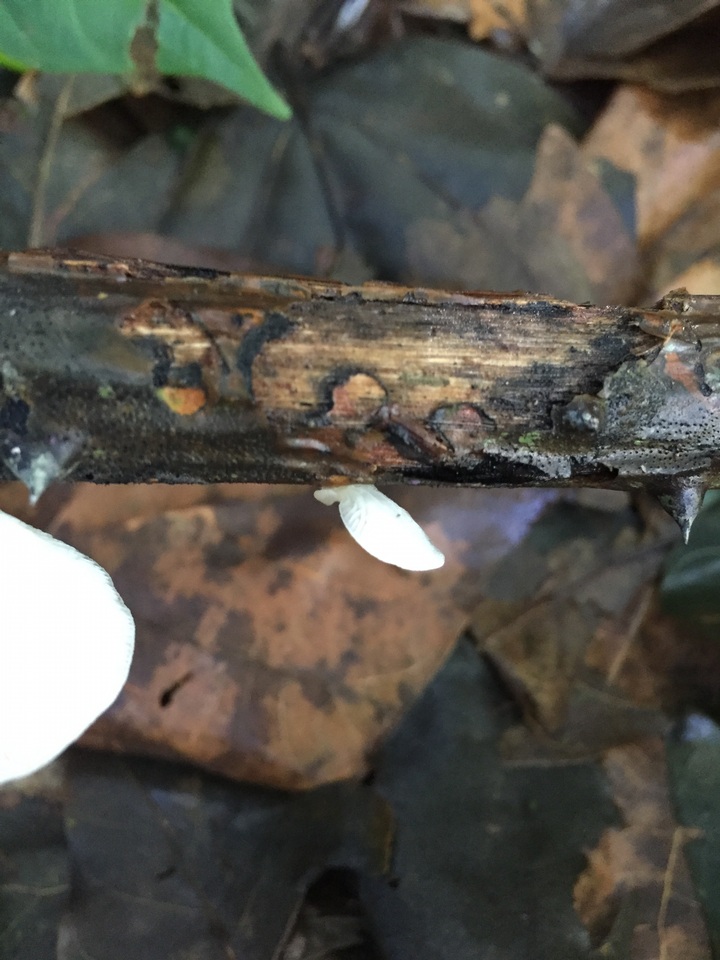Pleurotus floridanus image