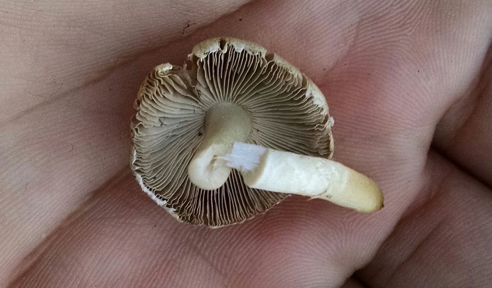 Agaricus comtulus image