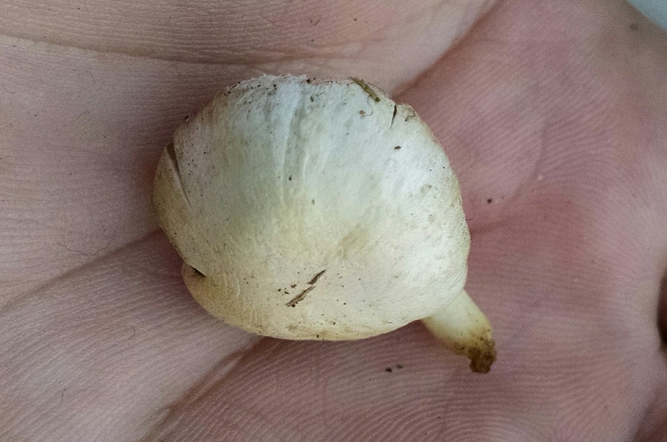 Agaricus comtulus image
