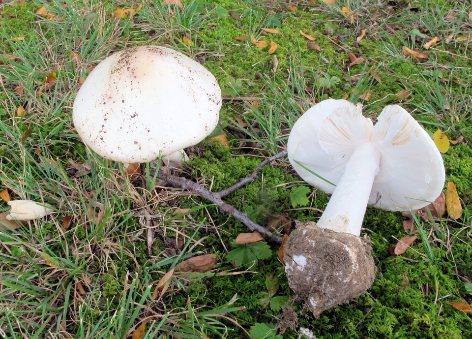 Amanita suballiacea image