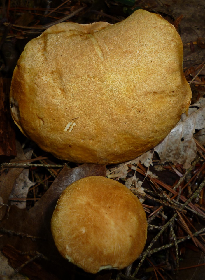Austroboletus gracilis var. flavipes image