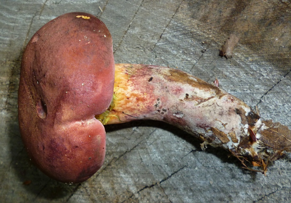 Baorangia image