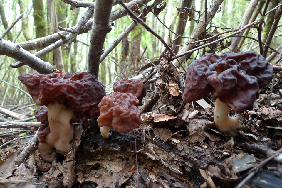 Gyromitra antarctica image