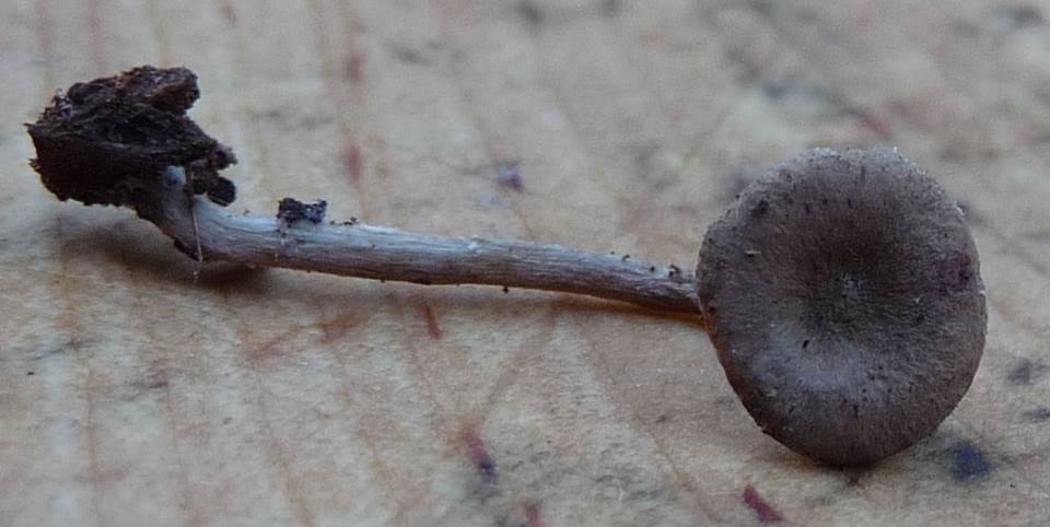Pseudoomphalina angelesiana image