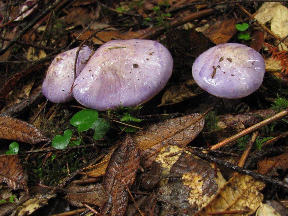 Cortinarius subfoetidus image