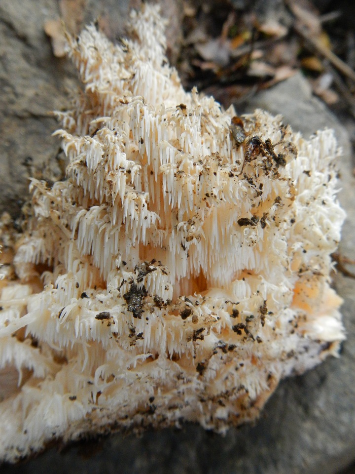 Hericium clathroides image