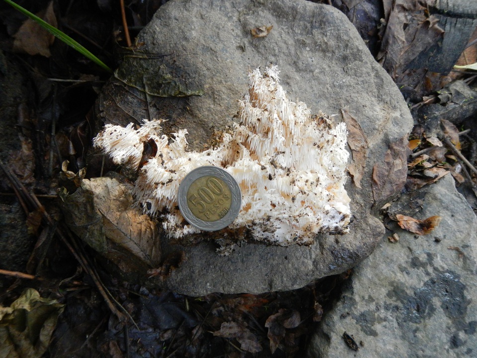 Hericium clathroides image