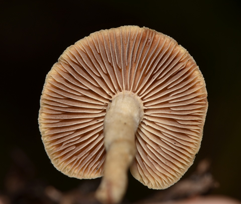 Psilocybe hopii image