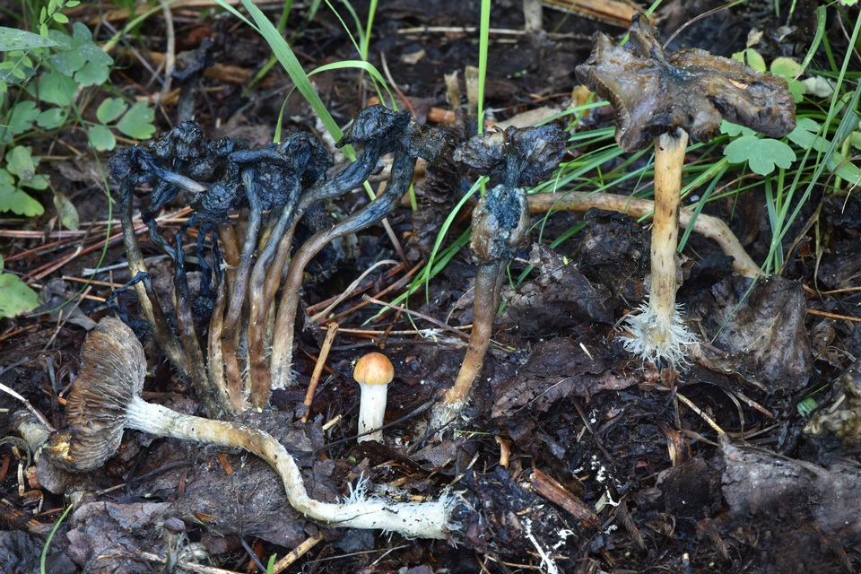Psilocybe hopii image