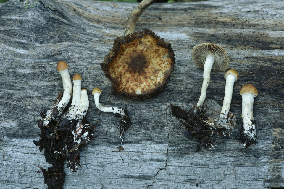 Psilocybe hopii image