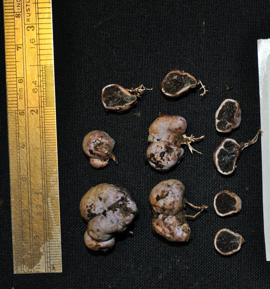 Hallingea purpurea image