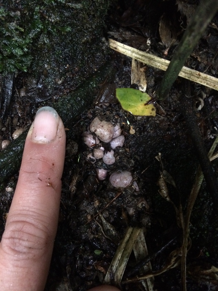 Hallingea purpurea image