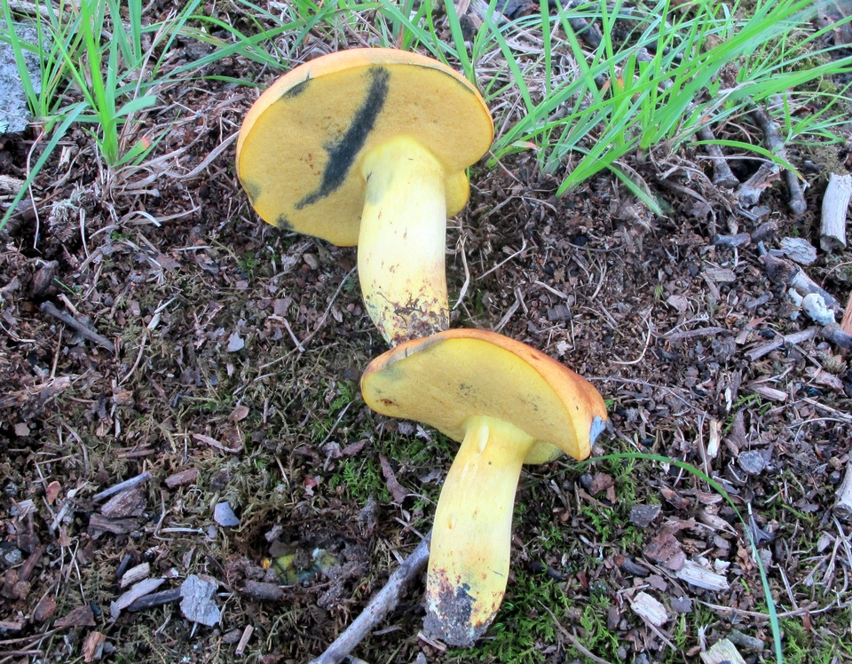 Lanmaoa carminipes image