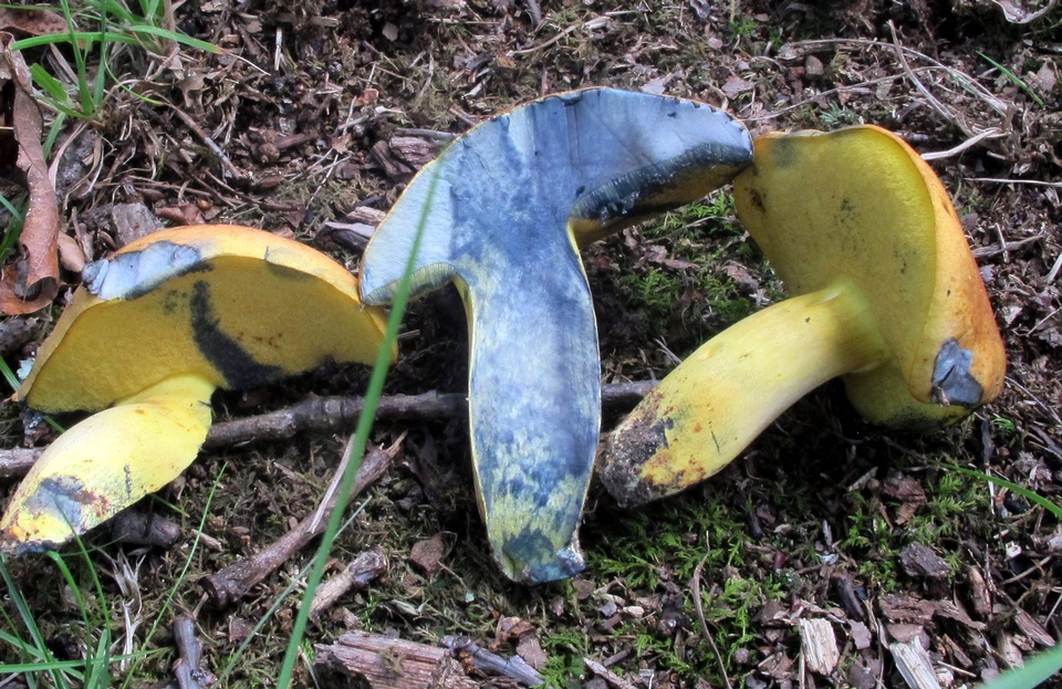 Lanmaoa image