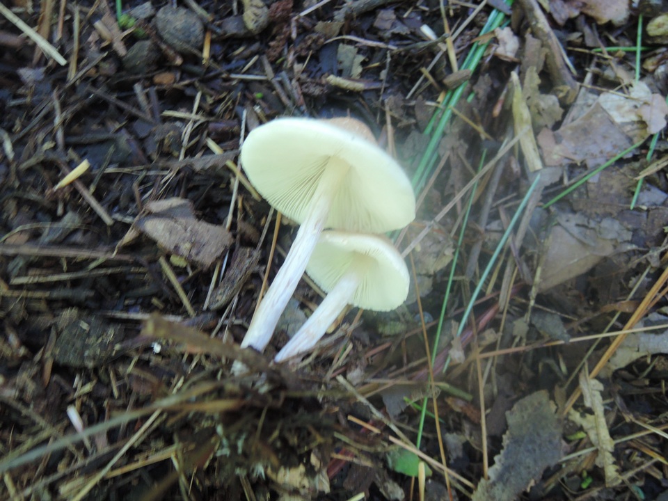 Lepiota oreadiformis image