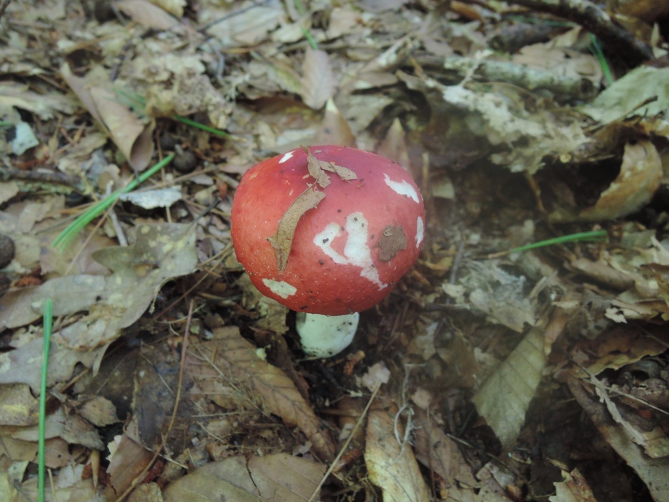 Russula rubescens image