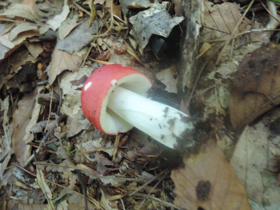 Russula rubescens image