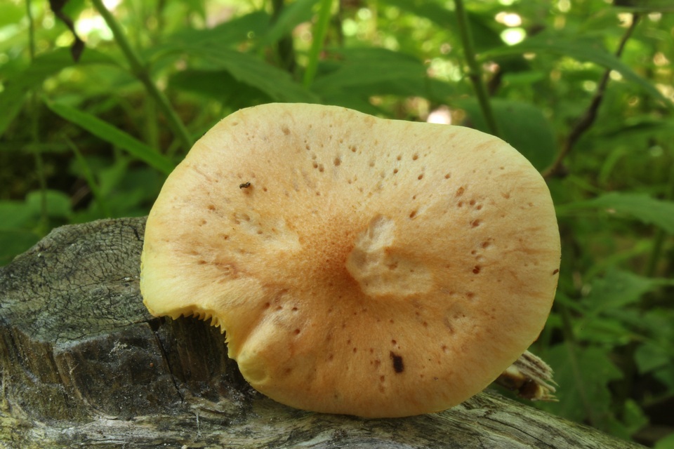 Gymnopilus braendlei image