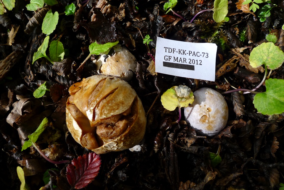 Cortinarius fuegianus image