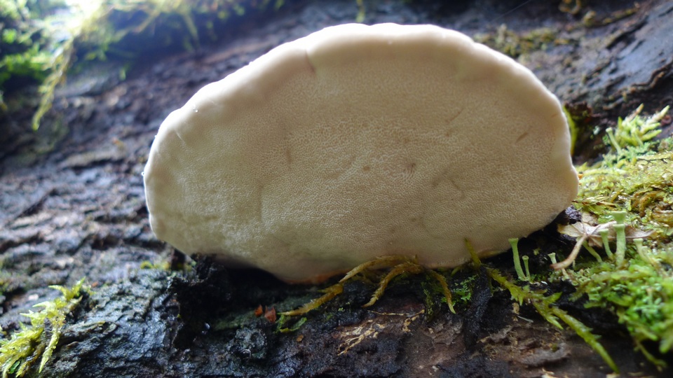 Ryvardenia cretacea image