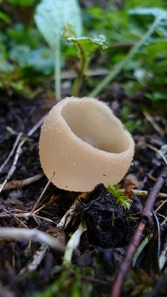 Peziza pseudosylvestris image