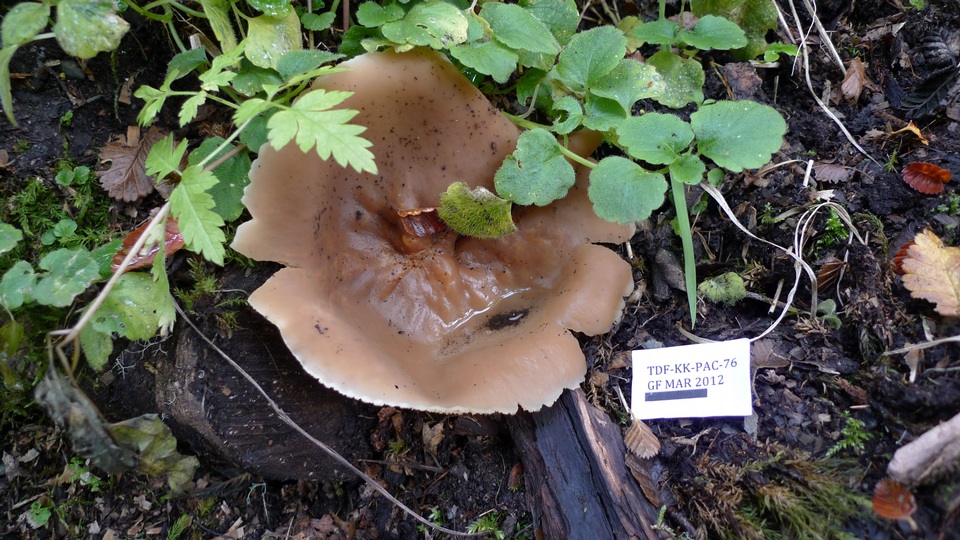Peziza pseudosylvestris image