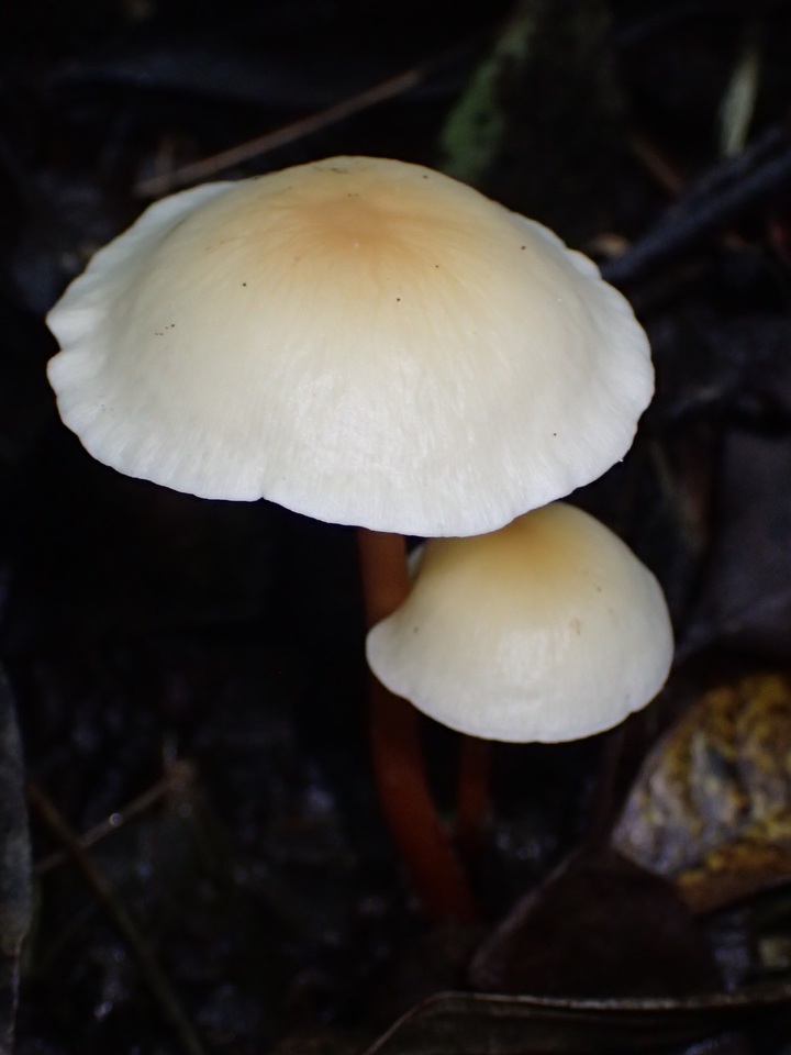 Gymnopus macropus image