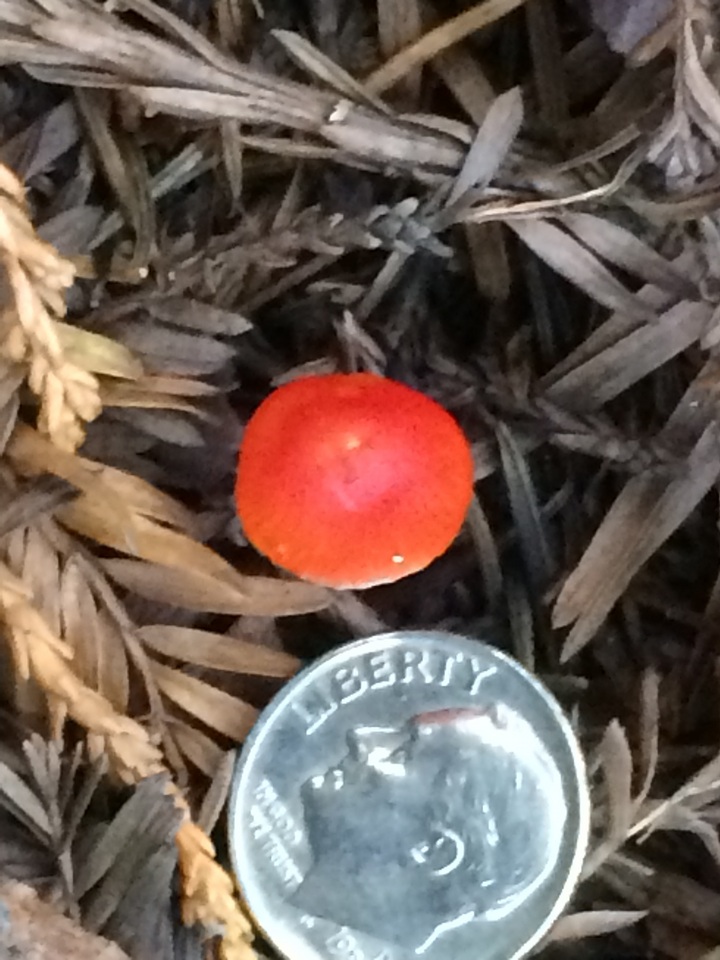 Hygrocybe marchii image