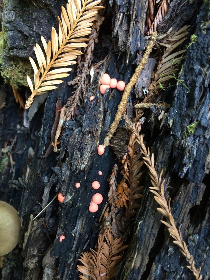 Lycogala epidendrum image