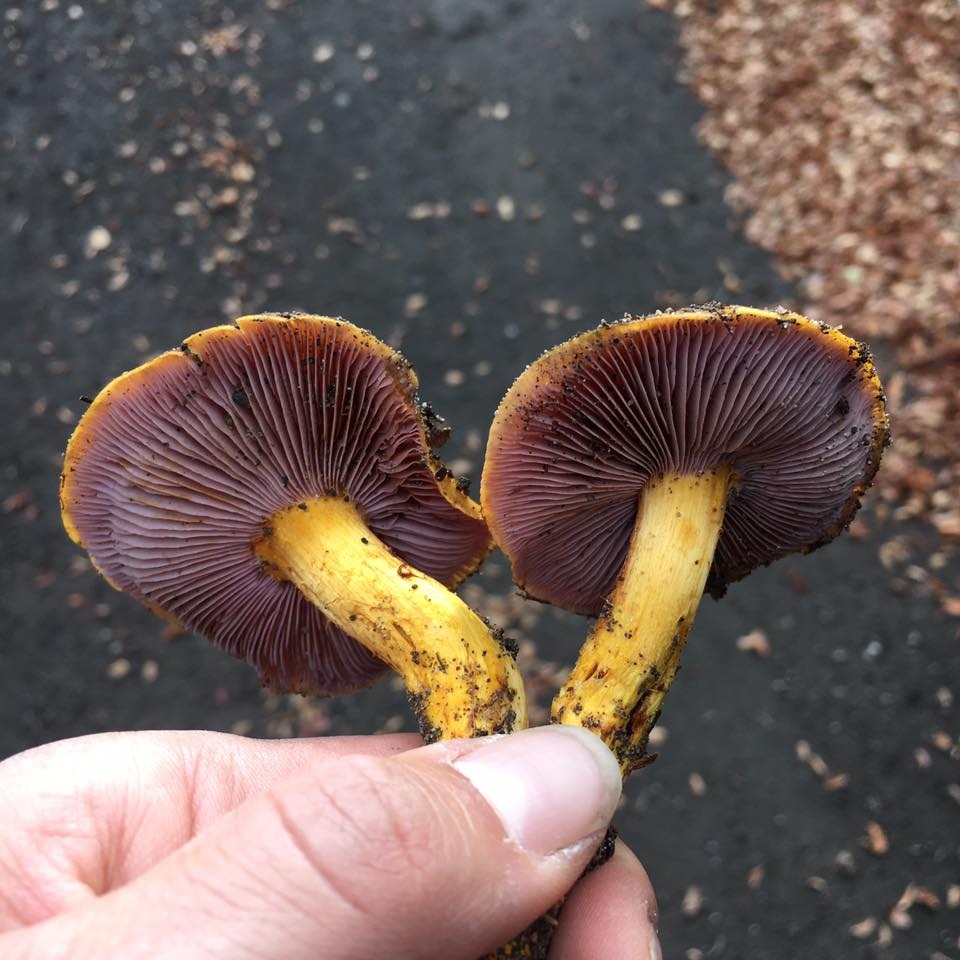 Cortinarius permagnificus image
