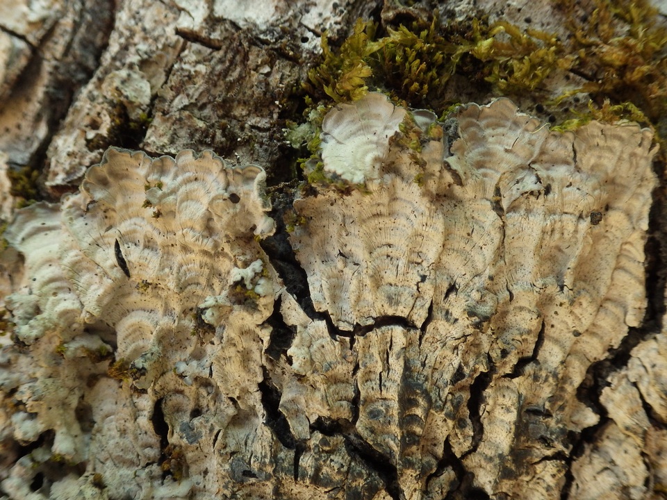 Degelia cyanoloma image
