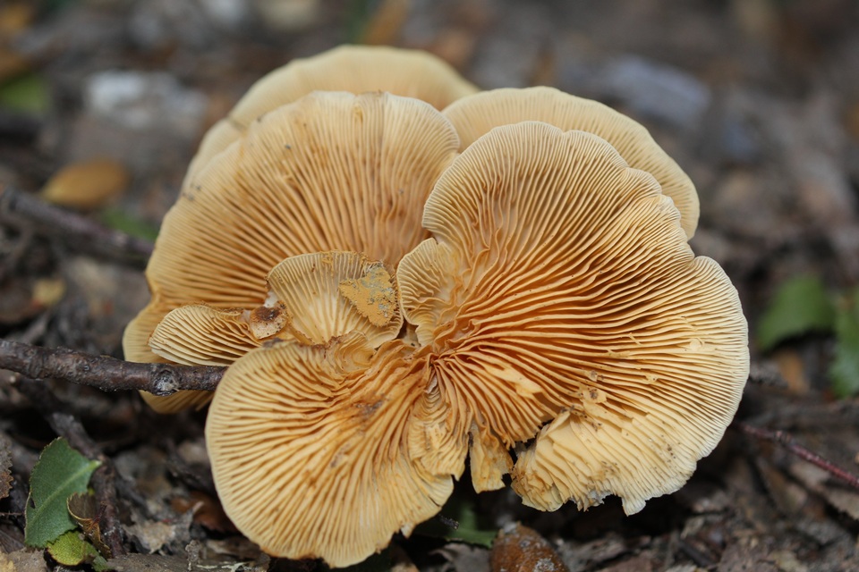Crepidotus brunswickianus image