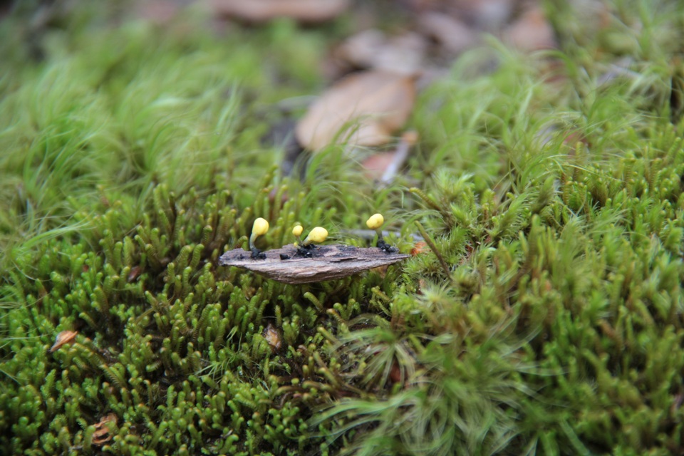 Mitrulinia ushuaiae image