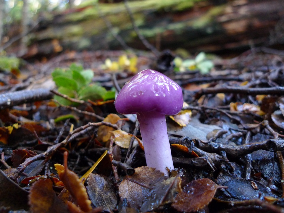 Cortinarius magellanicus image