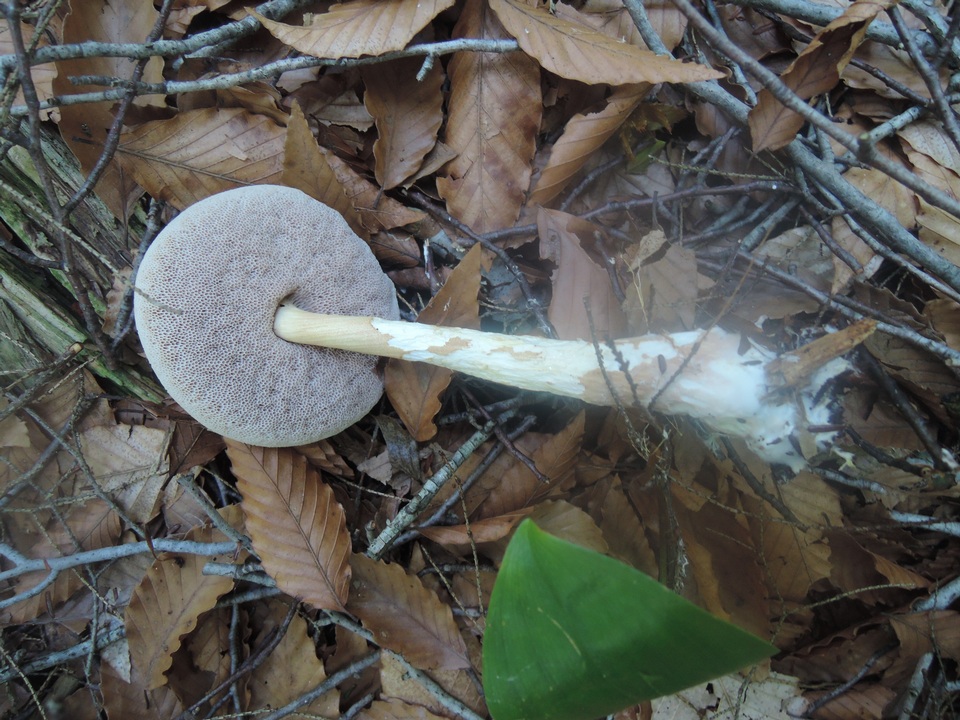 Austroboletus gracilis var. flavipes image