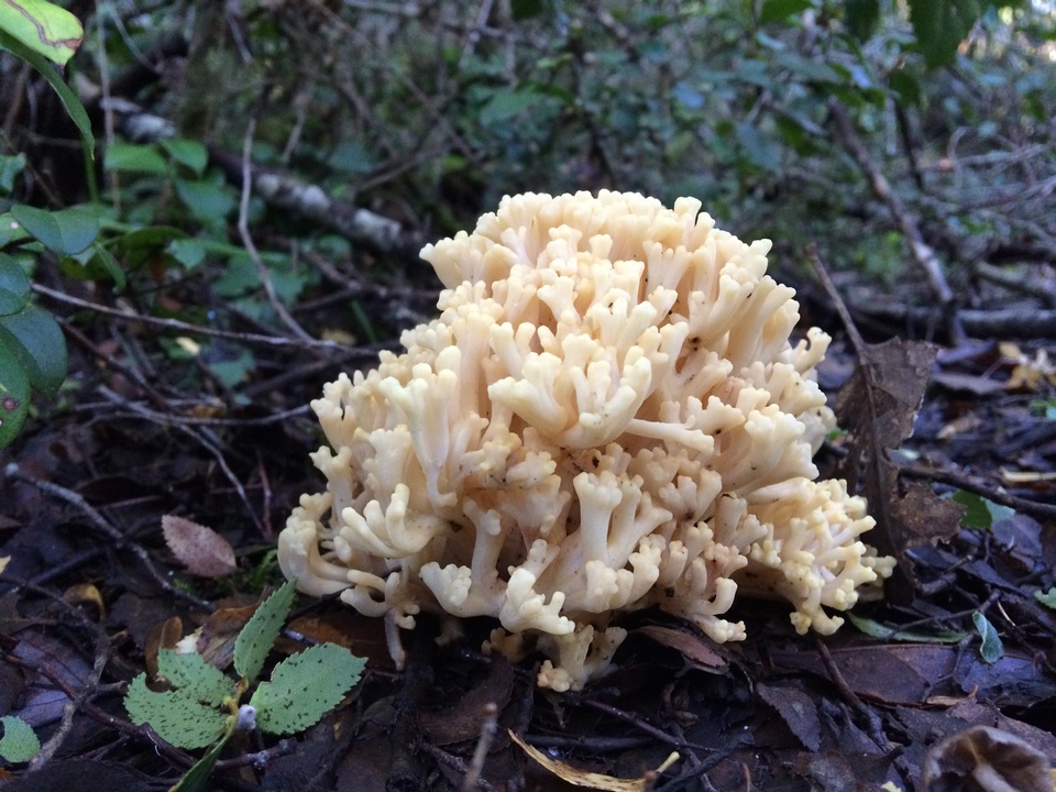 Ramaria patagonica image