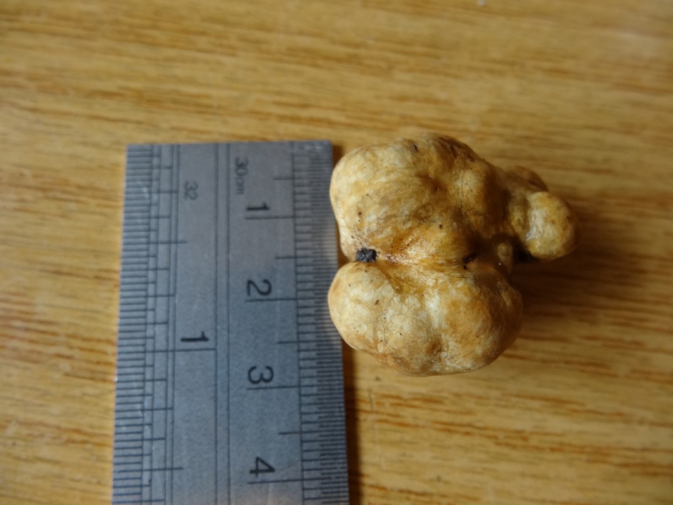 Gautieria inapire image