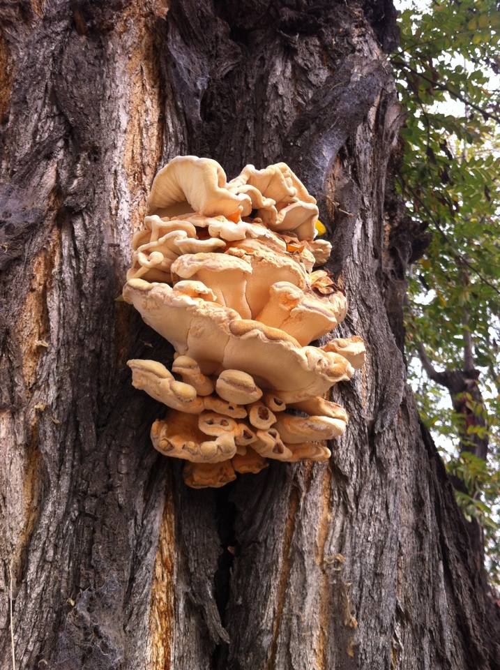 Laetiporus squalidus image