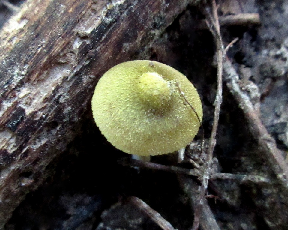 Entoloma flavoviride image