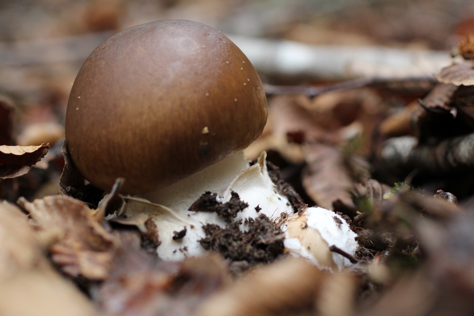 Amanita diemii image