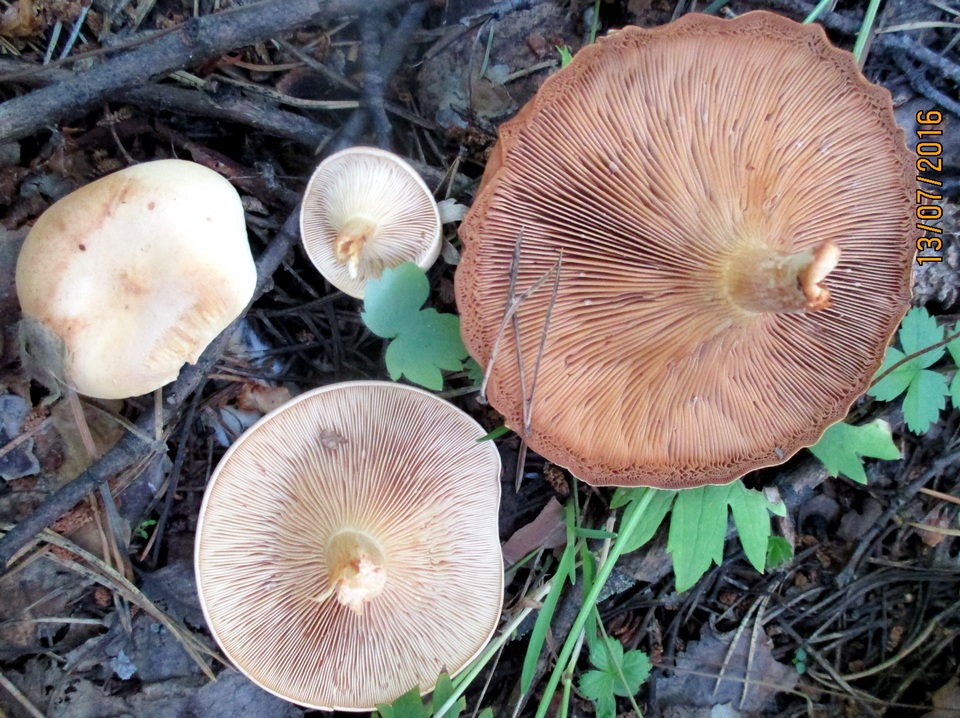 Clitocybe flaccida image