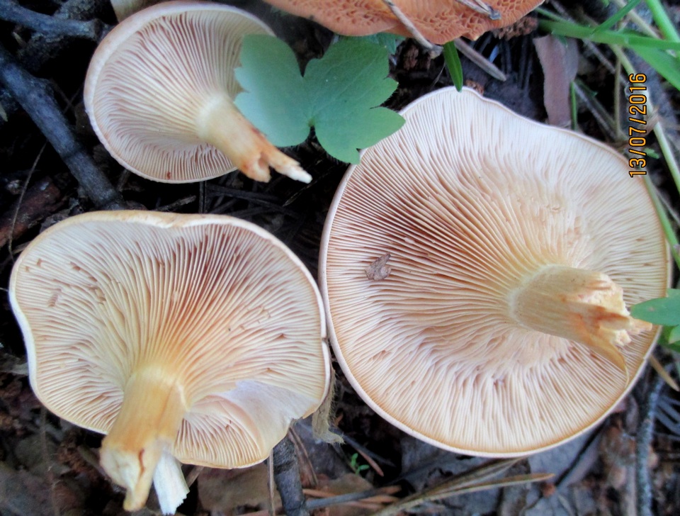 Clitocybe flaccida image