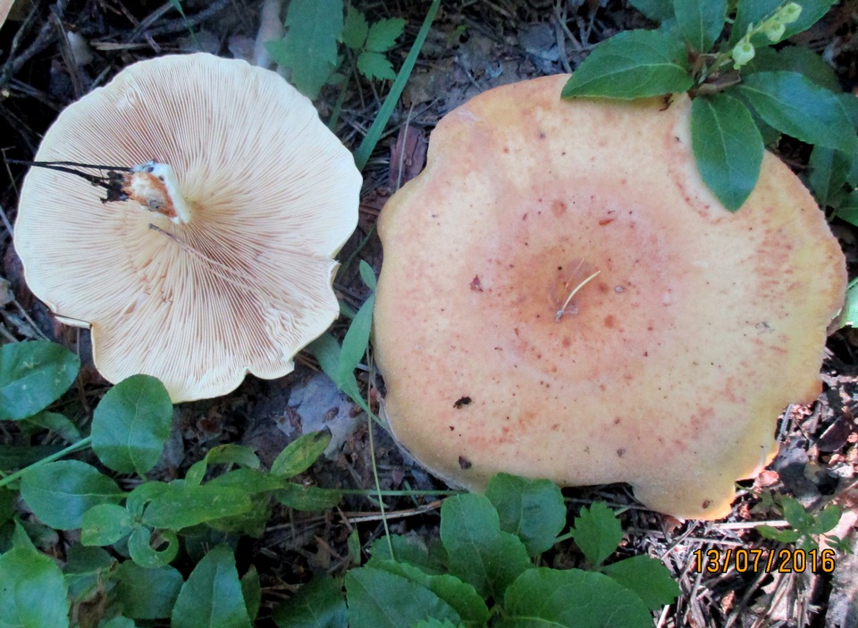 Clitocybe flaccida image
