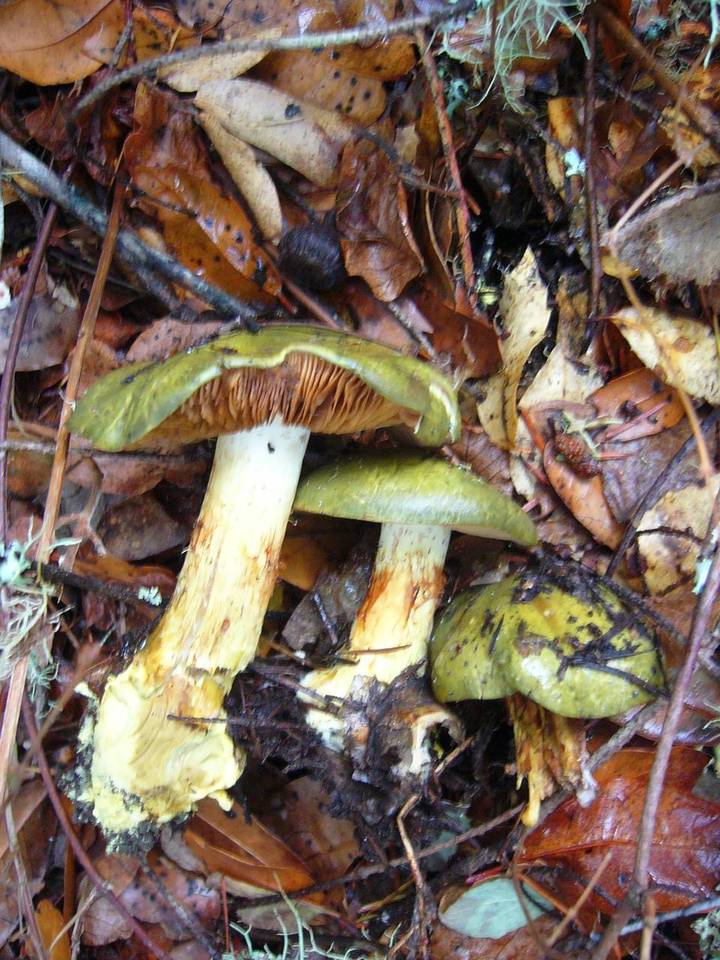 Cortinarius viridirubescens image