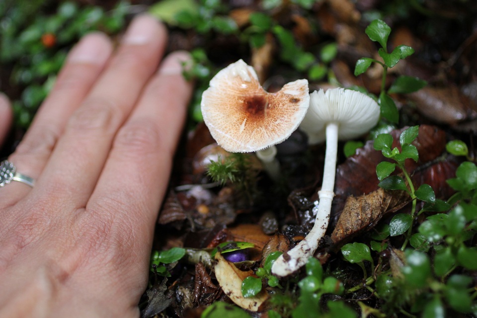 Lepiota trongolei image
