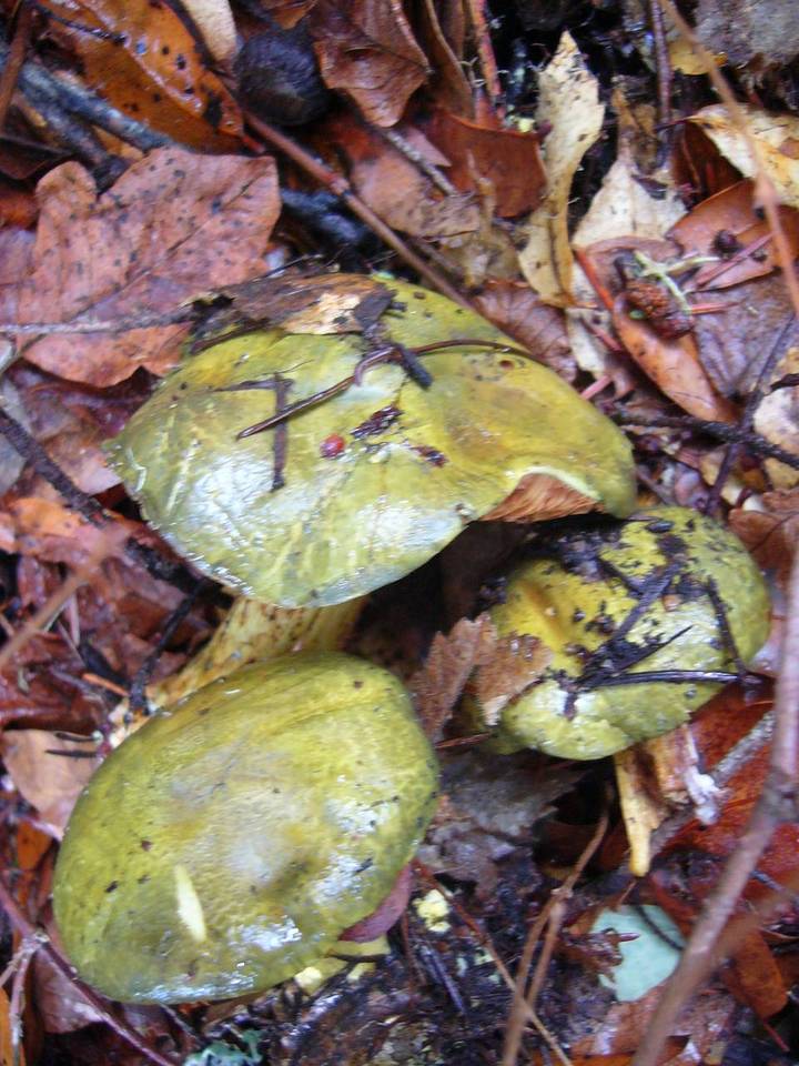 Cortinarius viridirubescens image