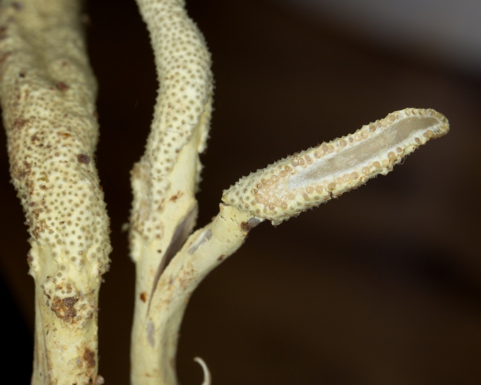 Cordyceps pleuricapitata image