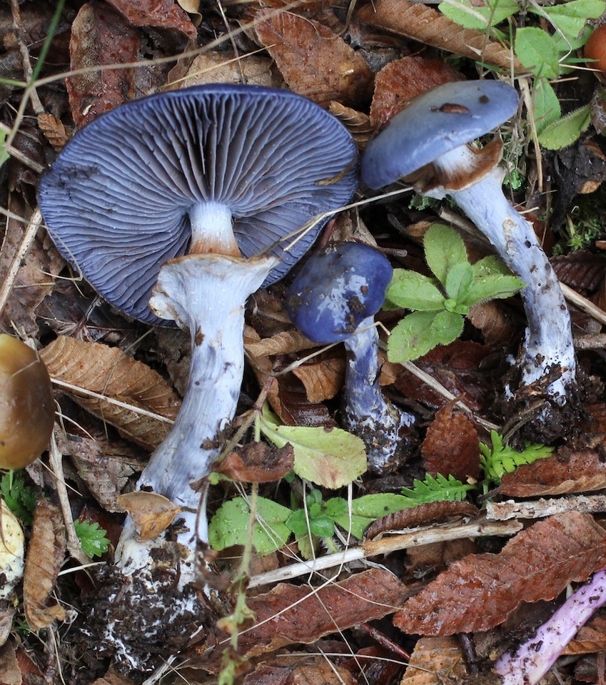Stephanopus azureus image