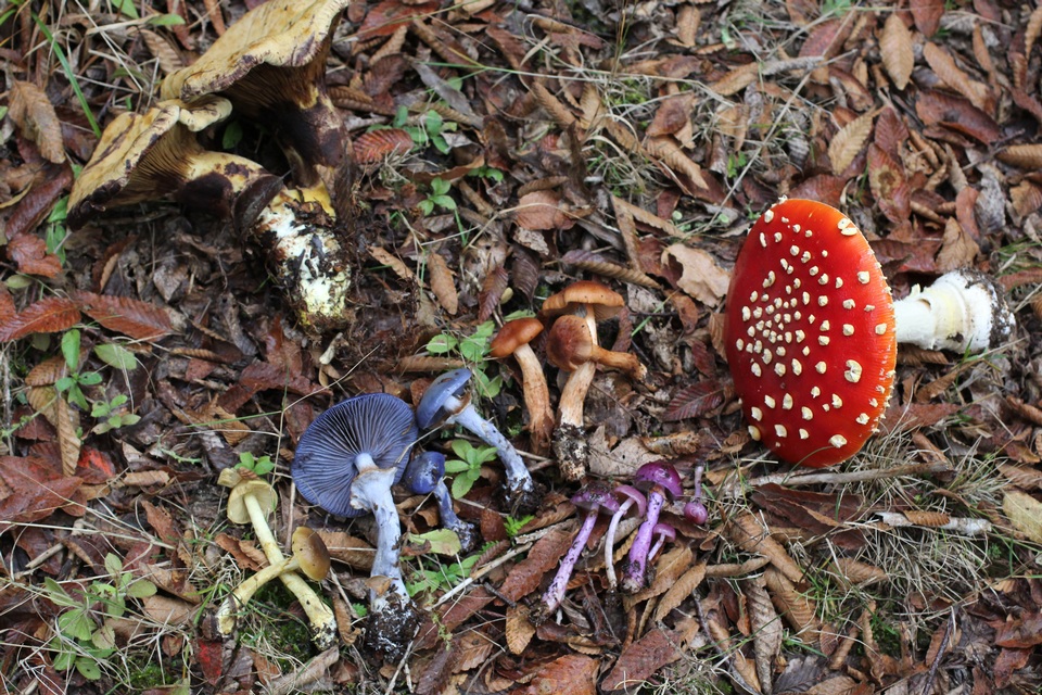 Stephanopus azureus image
